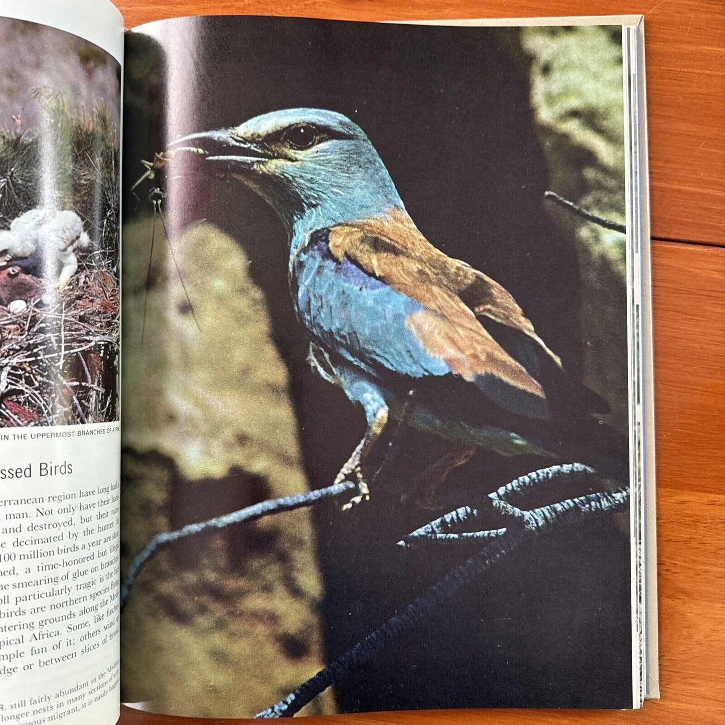 Vintage Time Life 1963-1964 Lot of 4 Hardcovers- Mammals, Birds, Africa, Eurasia