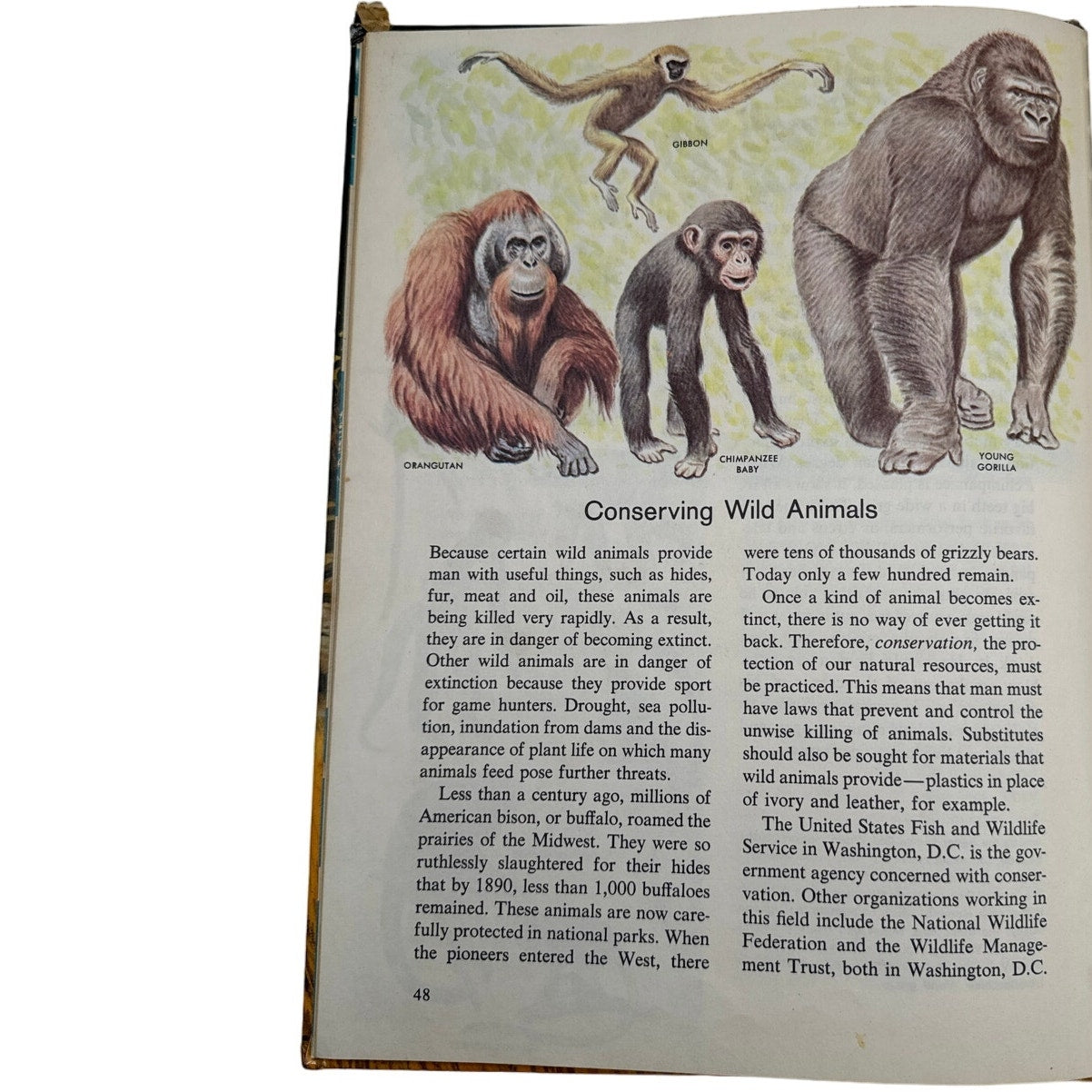 The Wonder Book of Wild Animals 1962 - Vintage Children’s Educational Book