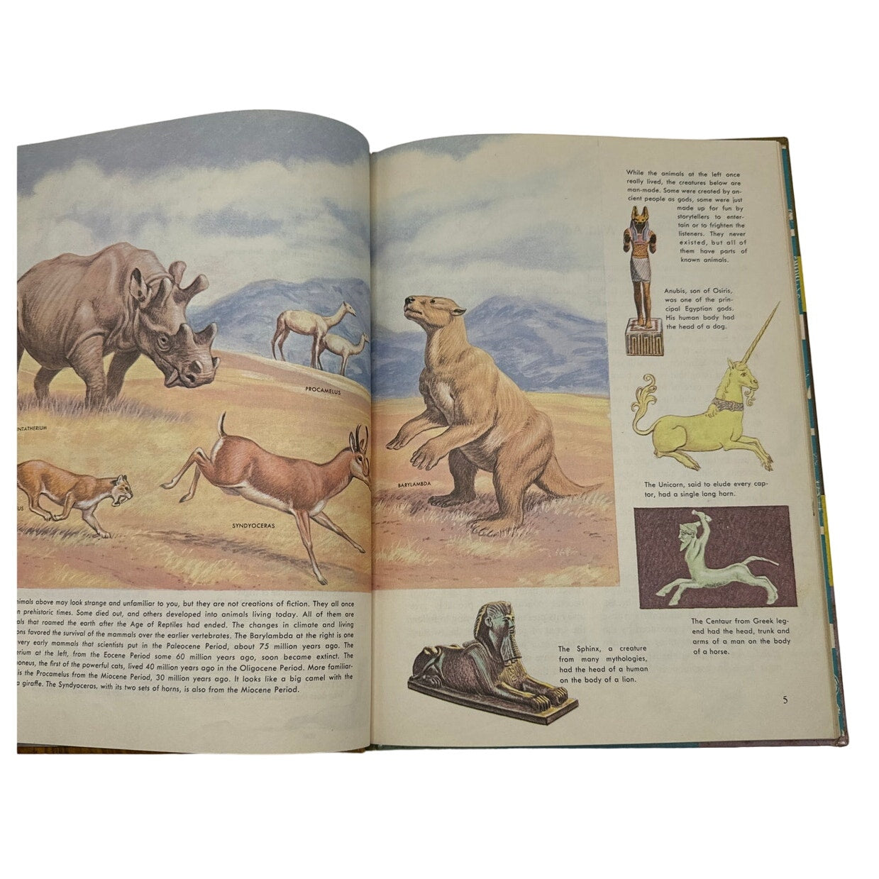 The Wonder Book of Wild Animals 1962 - Vintage Children’s Educational Book